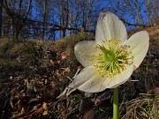 16 Helleborus niger (Elleboro) in fruttescenza